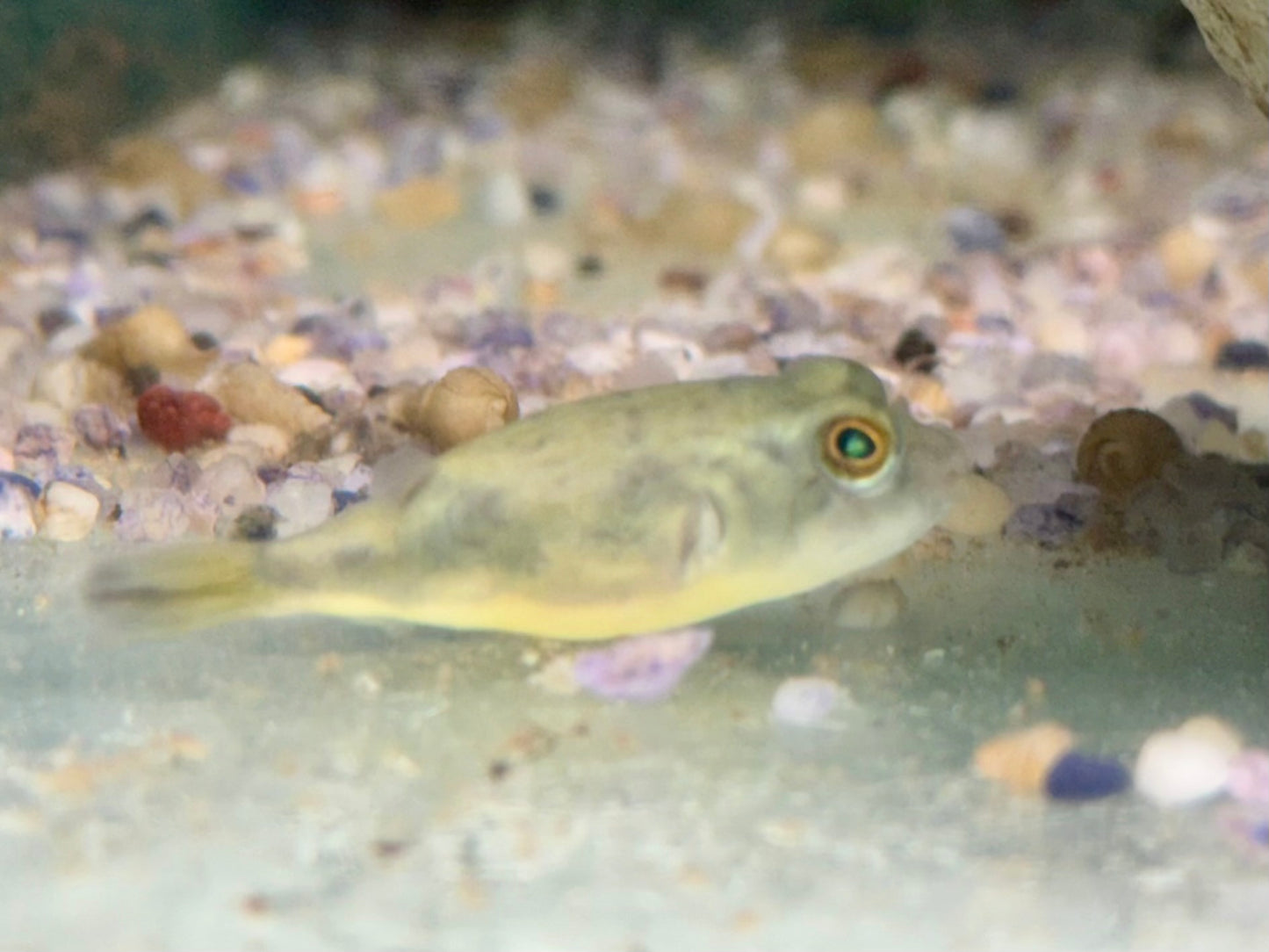 Nilkugelfisch Tetraodon fahaka lineatus
