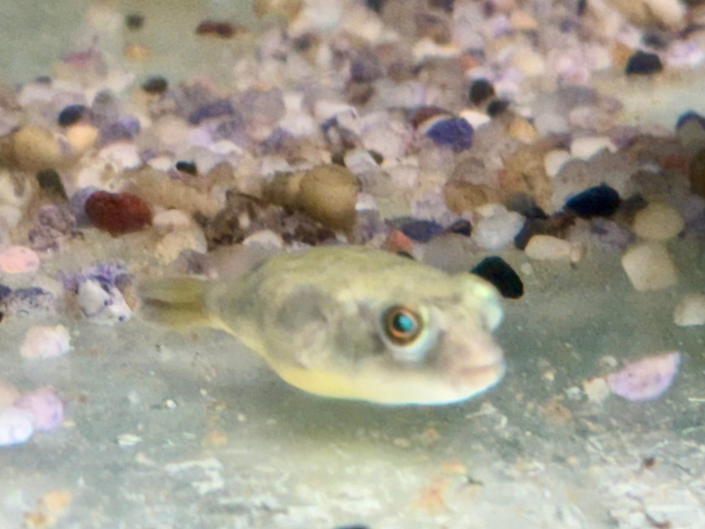 Nilkugelfisch Tetraodon fahaka lineatus