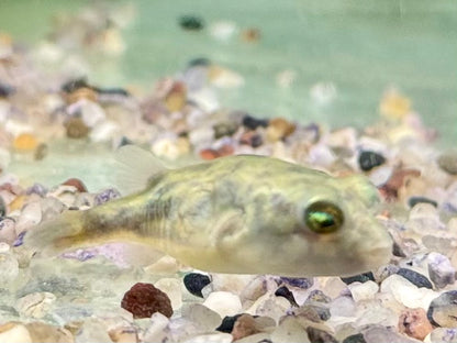 Nilkugelfisch Tetraodon fahaka lineatus