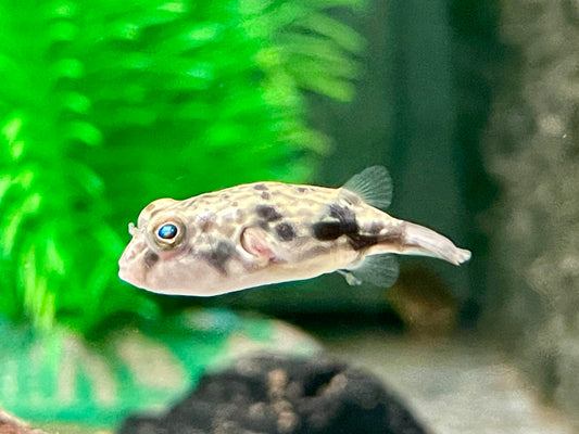 Nilkugelfisch Tetraodon fahaka lineatus