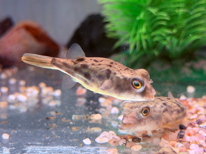 Nilkugelfisch Tetraodon fahaka lineatus 5 cm