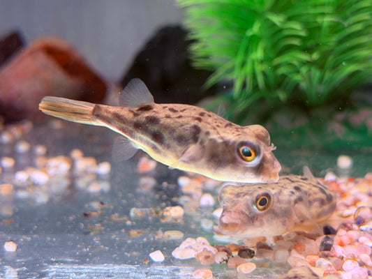 Nilkugelfisch Tetraodon fahaka lineatus 5 cm