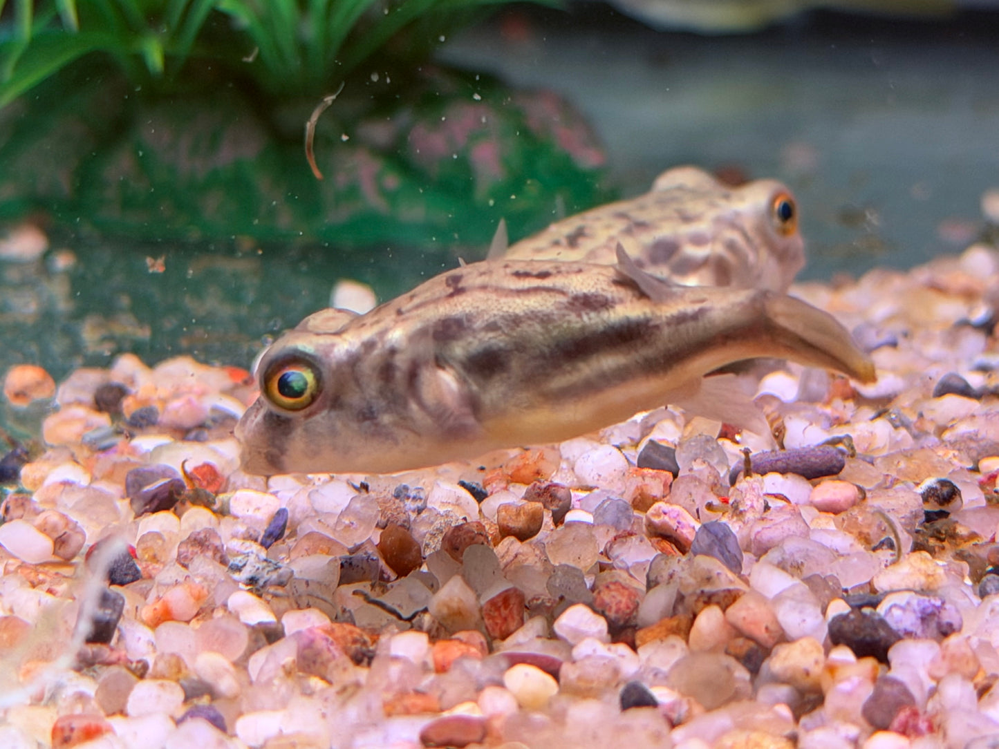 Nilkugelfisch Tetraodon fahaka lineatus 5 cm