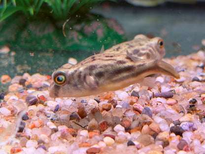 Nilkugelfisch Tetraodon fahaka lineatus 5 cm