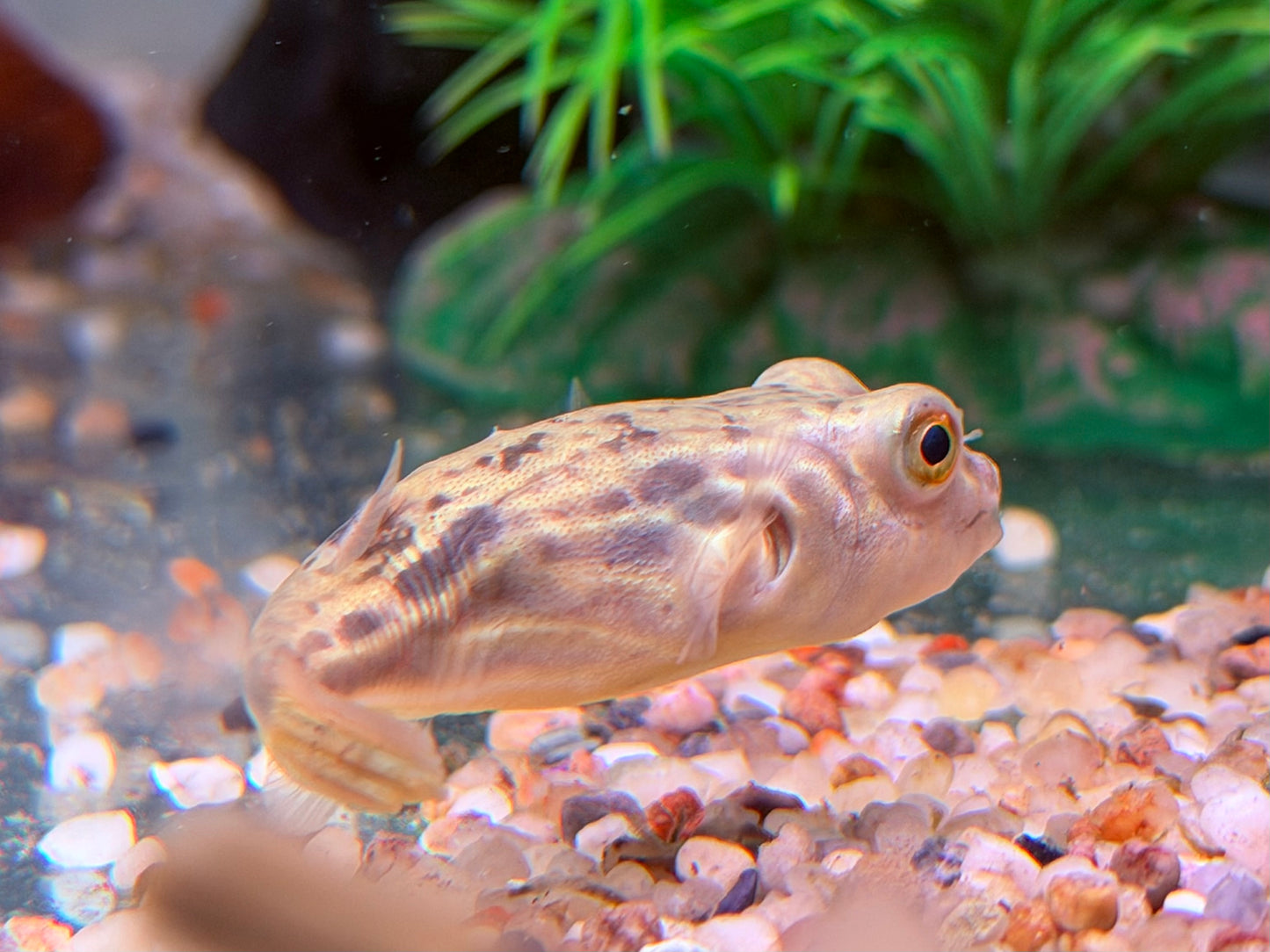 Nilkugelfisch Tetraodon fahaka lineatus 5 cm