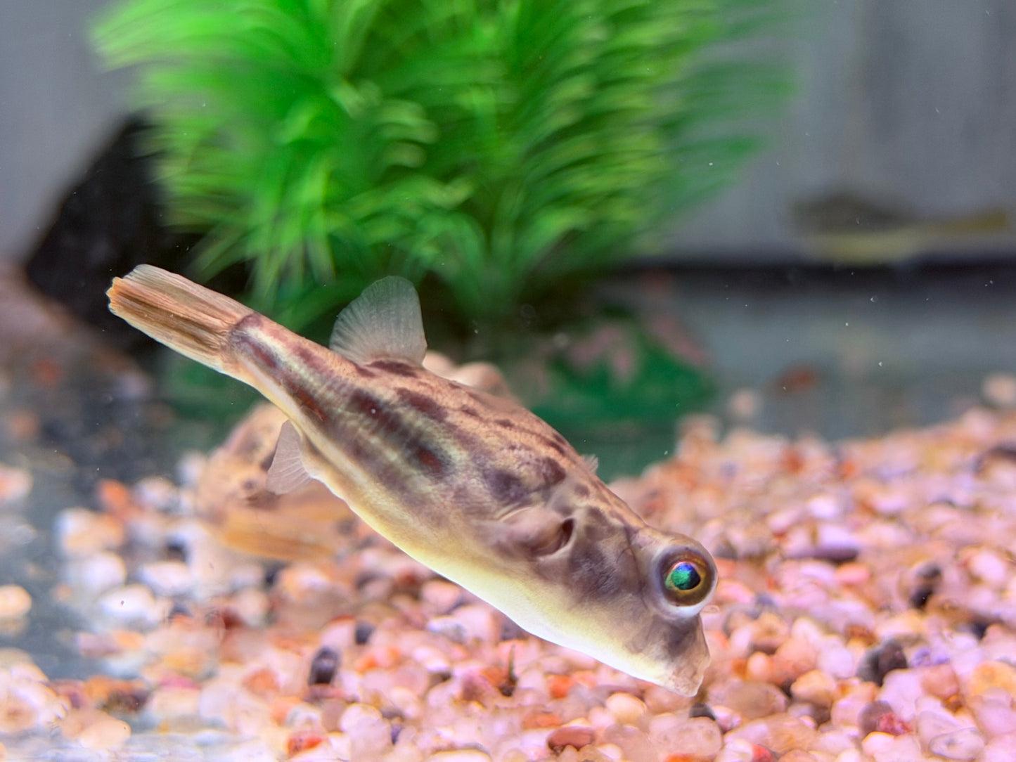 Nilkugelfisch Tetraodon fahaka lineatus 5 cm