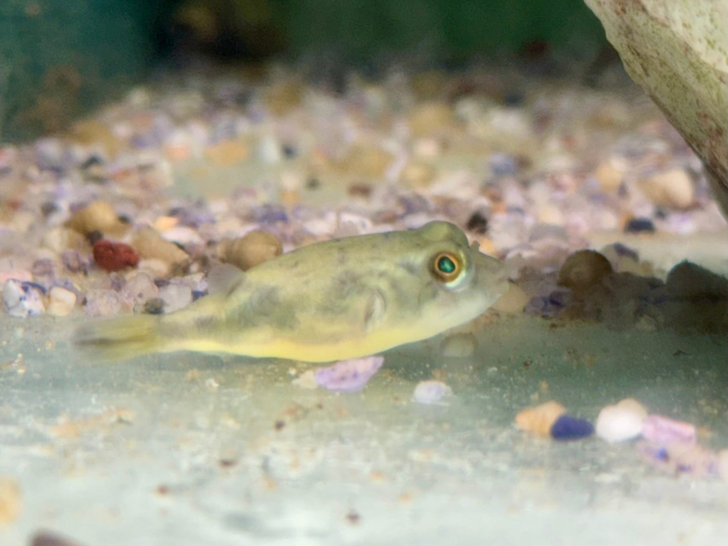 Nilkugelfisch Tetraodon fahaka lineatus