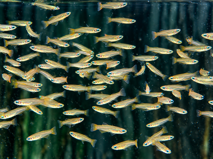 Normans Leuchtaugenfisch Aplocheilychthys normanni