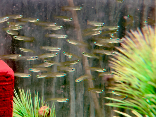 Normans Leuchtaugenfisch Aplocheilychthys normanni