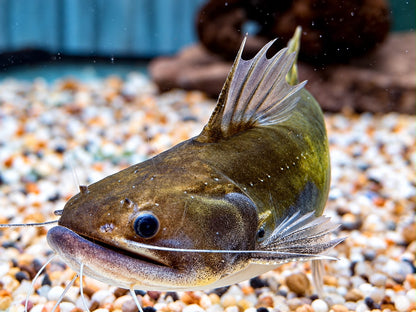 Oger Wels Asterophysus batrachus 10-12 cm