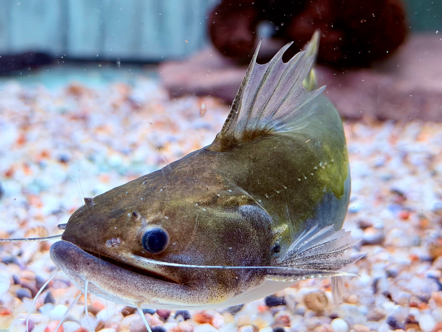 Oger Wels Asterophysus batrachus 10-12 cm