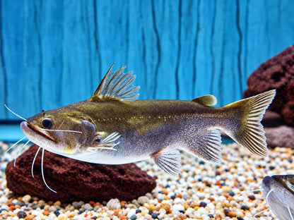 Oger Wels Asterophysus batrachus 10-12 cm