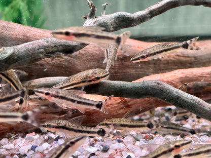 Ohrgitterharnischwels Otocinclus affinis
