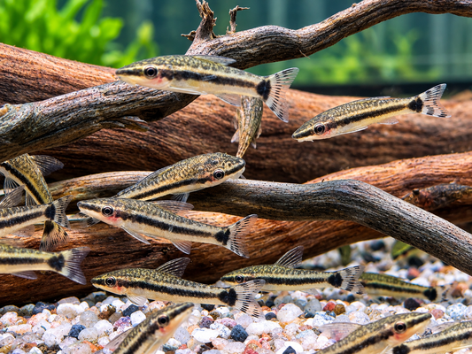 Ohrgitterharnischwels Otocinclus affinis