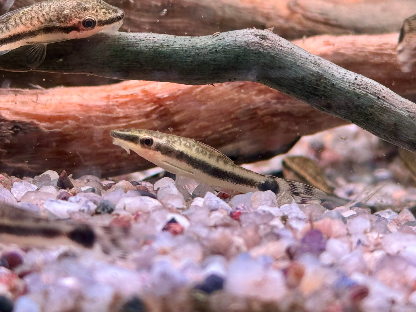 Ohrgitterharnischwels Otocinclus affinis
