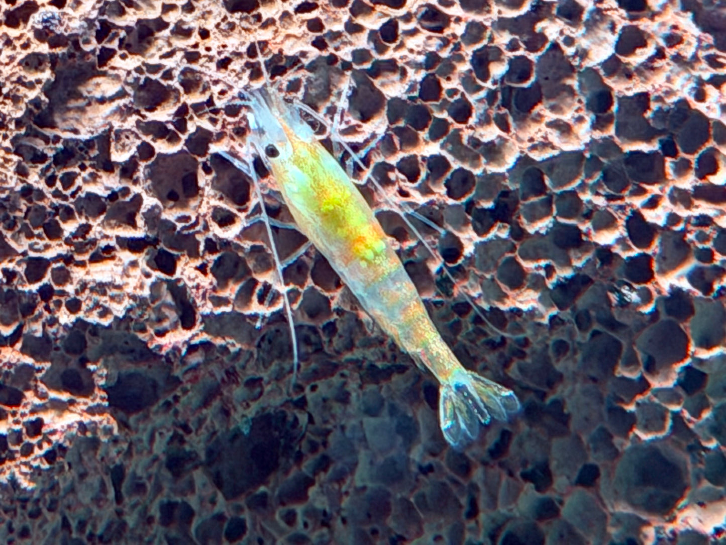 Orange Gelbe Rili Garnele Neocaridina davidi