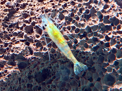 Orange Gelbe Rili Garnele Neocaridina davidi