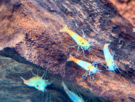 Orange Gelbe Rili Garnele Neocaridina davidi