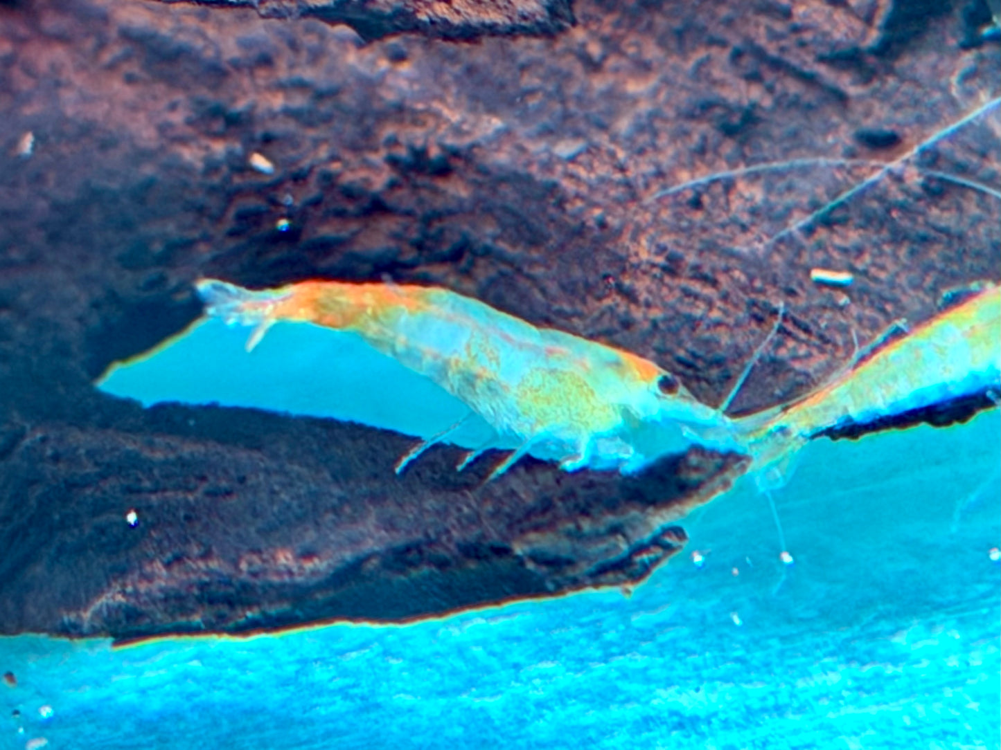 Orange Gelbe Rili Garnele Neocaridina davidi