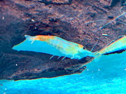 Orange Gelbe Rili Garnele Neocaridina davidi