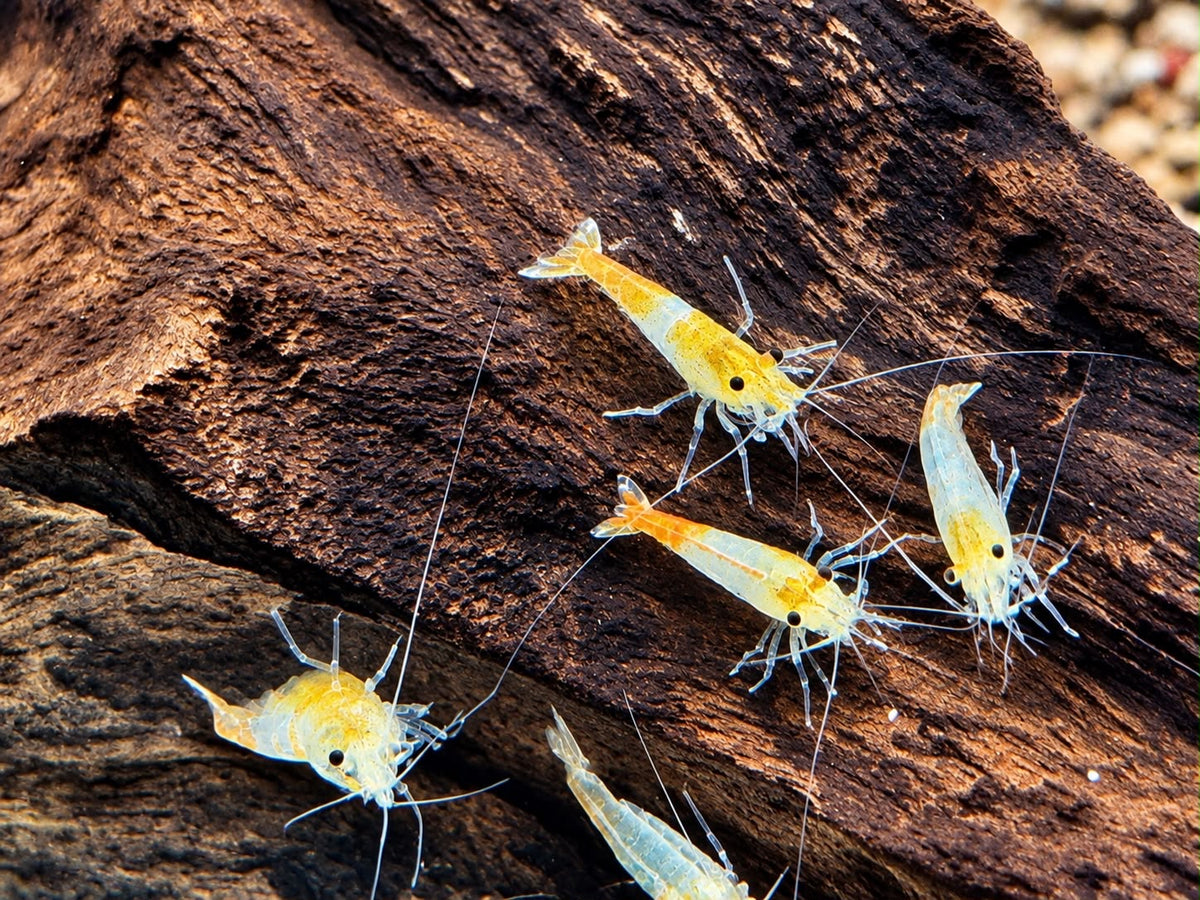 Orange Gelbe Rili Garnele Neocaridina davidi