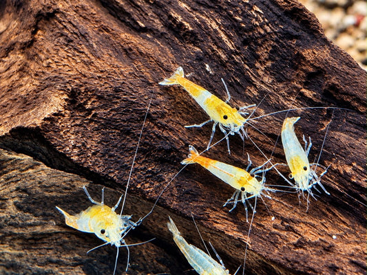 Orange Gelbe Rili Garnele Neocaridina davidi