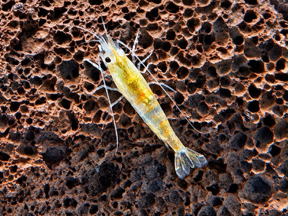 Orange Gelbe Rili Garnele Neocaridina davidi