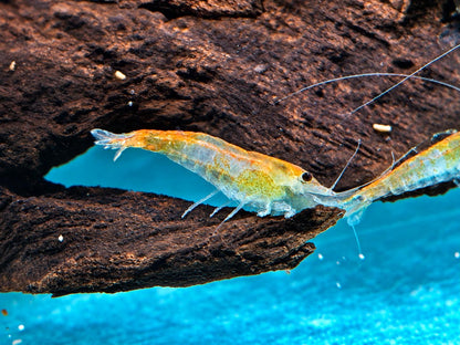 Orange Gelbe Rili Garnele Neocaridina davidi