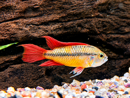 Orange Kakaduzwergbuntbarsch Apistogramma cacatuoides