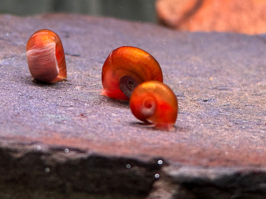 Orange Rote Posthornschnecke Planorbella duryi