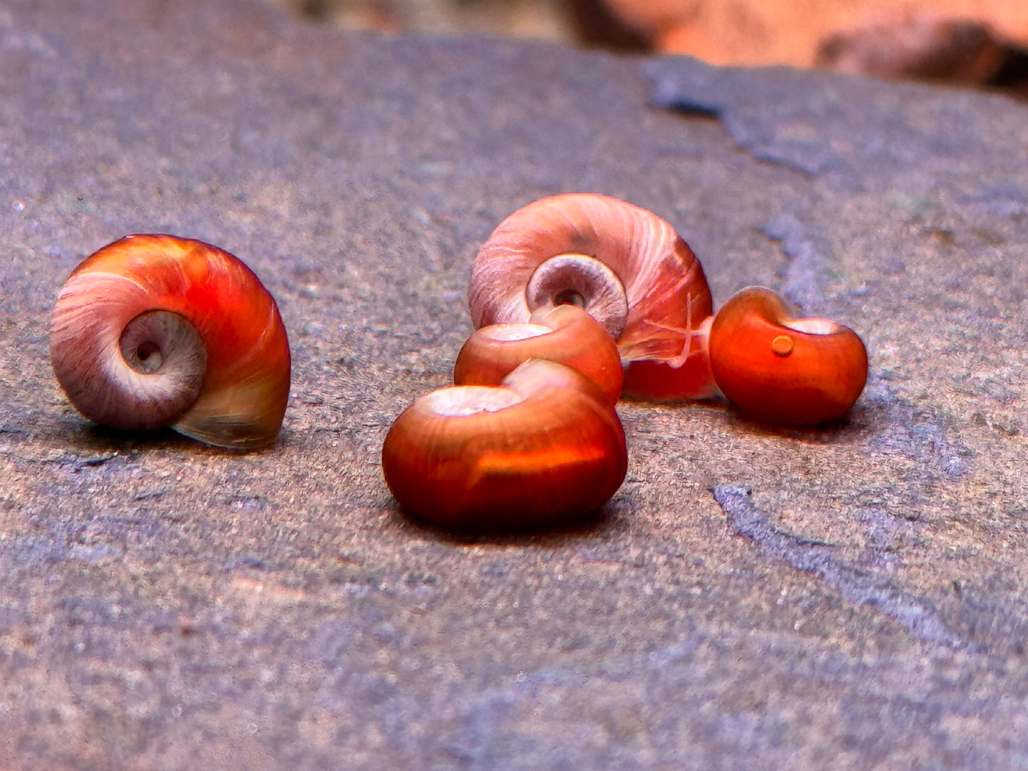 Orange Rote Posthornschnecke Planorbella duryi