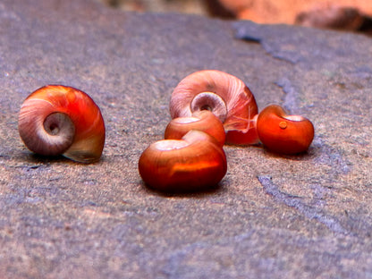 Orange Rote Posthornschnecke Planorbella duryi