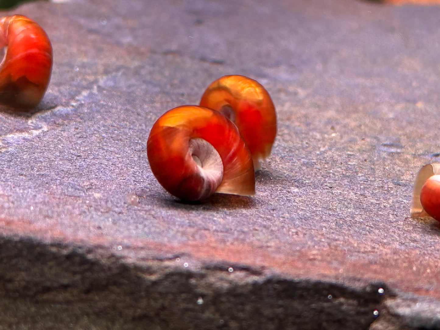 Orange Rote Posthornschnecke Planorbella duryi