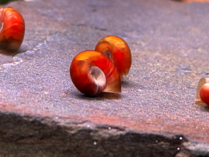 Orange Rote Posthornschnecke Planorbella duryi