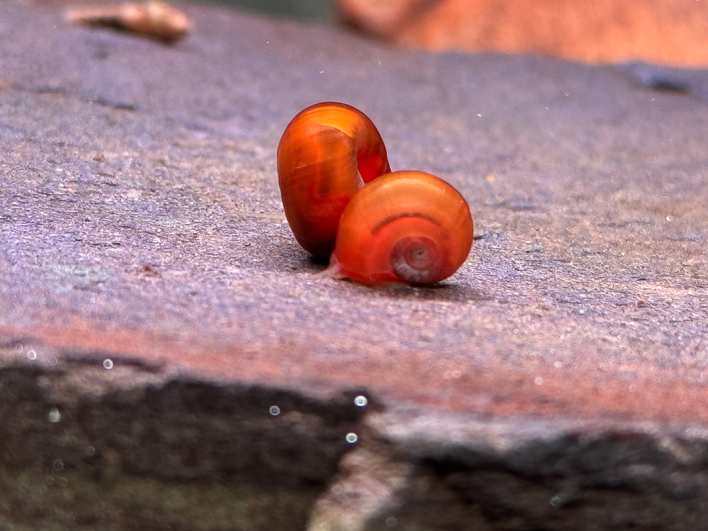 Orange Rote Posthornschnecke Planorbella duryi