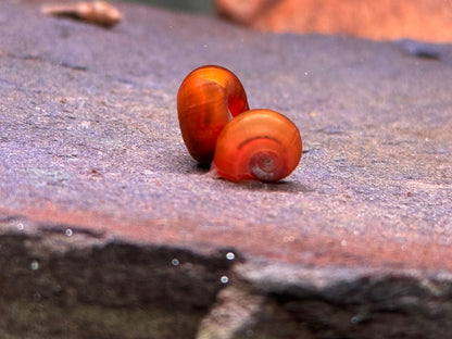 Orange Rote Posthornschnecke Planorbella duryi