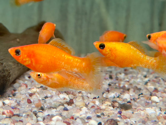 Orange Saffron Molly Poecilia latipinna