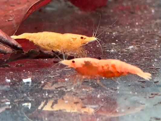 Orange Sakura Garnele Neocaridina davidi