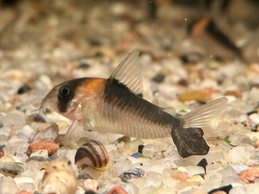 Orangefleck Panzerwels Corydoras Hoplisoma adolfoi