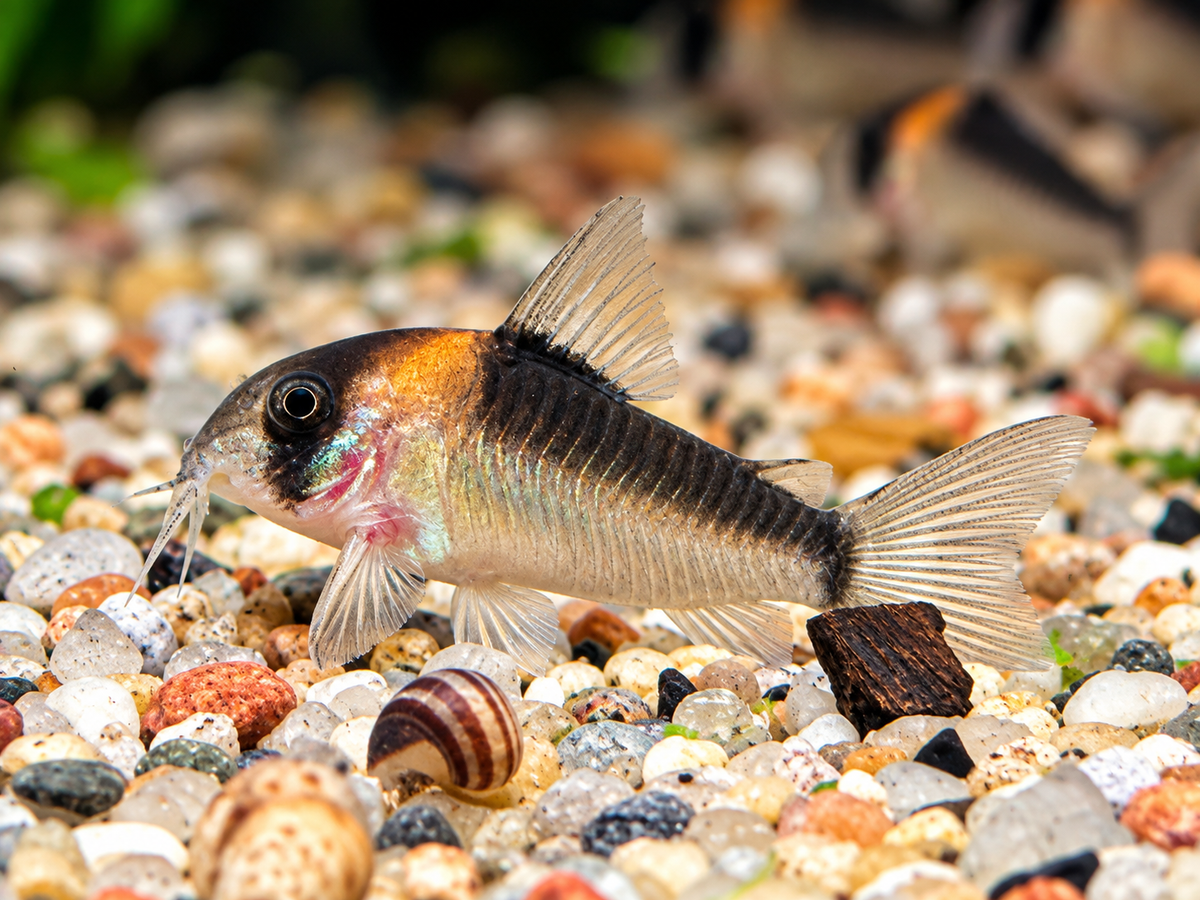 Orangefleck Panzerwels Corydoras Hoplisoma adolfoi
