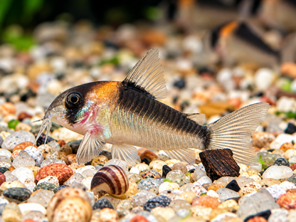 Orangefleck Panzerwels Corydoras Hoplisoma adolfoi