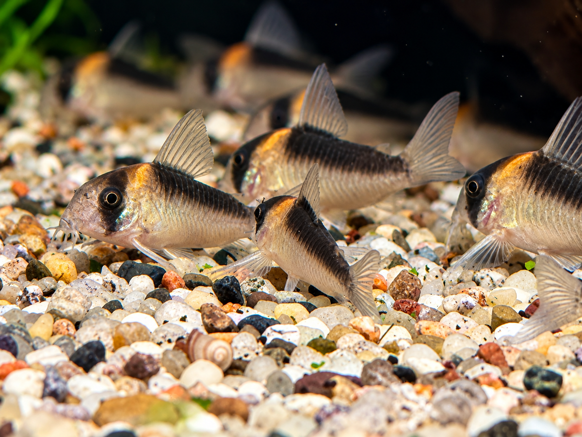 Orangefleck Panzerwels Corydoras Hoplisoma adolfoi