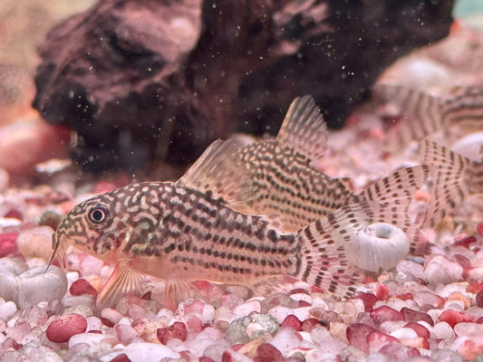 Orangeflossen Panzerwels Corydoras Hoplisoma sterbai