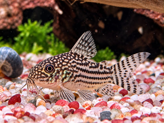 Orangeflossen Panzerwels Corydoras Hoplisoma sterbai