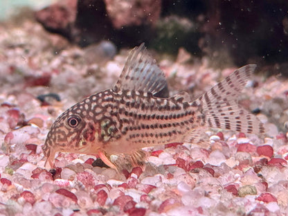 Orangeflossen Panzerwels Corydoras Hoplisoma sterbai