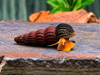 Orangene Felsenschnecke Tylomelania sp. orange