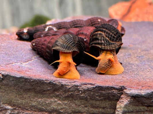 Orangene Felsenschnecke Tylomelania sp. orange