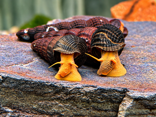 Orangene Felsenschnecke Tylomelania sp. orange