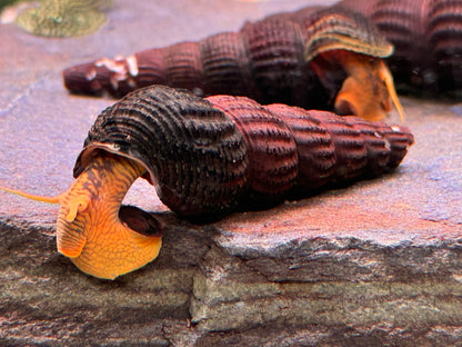 Orangene Felsenschnecke Tylomelania sp. orange