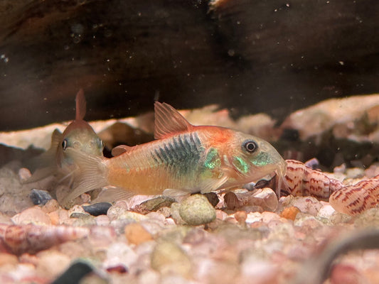 Orangener Venezuela Panzerwels Corydoras venezuelanus orange